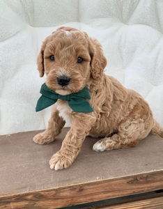 F1bb Mini Goldendoodles